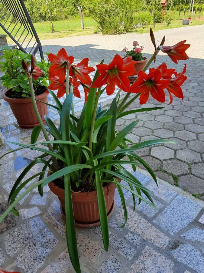 Apartman Martina Appartamento Kršan Esterno foto